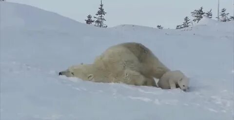 Спят соседи медведи