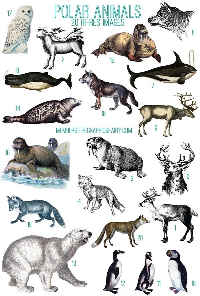 Животные северного и южного полюса. North animals. Рисунки животных северной америки. Животные арктики и антарктики. Животные севера.