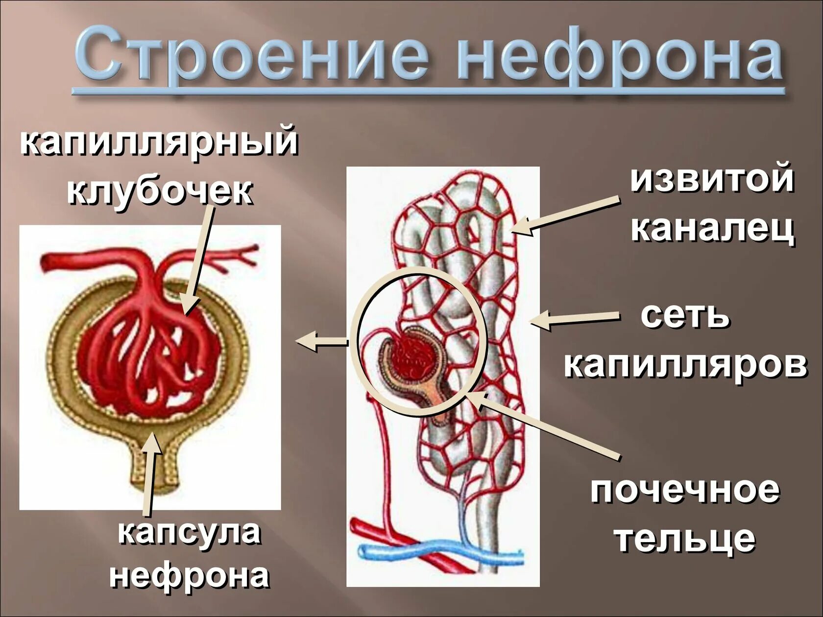 Почечное тельце почки. Строение клубочка нефрона почки. Строение почки капсула нефрона. Строение нефрона почечное тельце. Строение капиллярного клубочка нефрона.