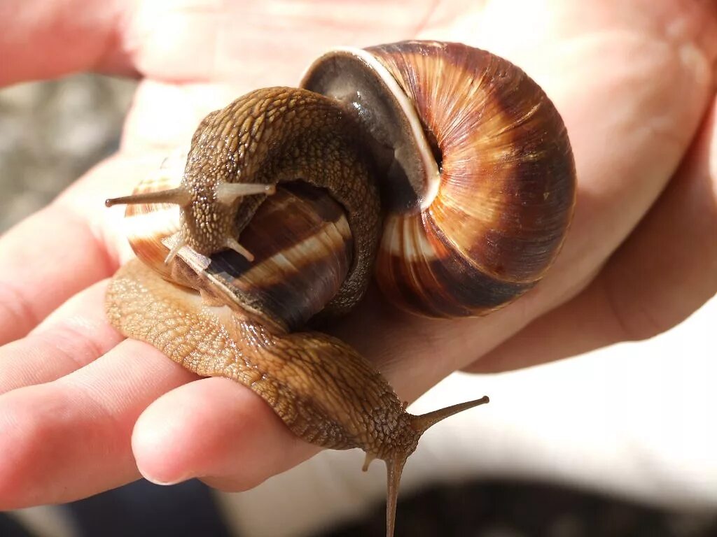 Улитята виноградной улитки. Виноградная улитка ахатина. Helix pomatia виноградная улитка. Ахатина виноградная. Ахатина гигантская улитка.