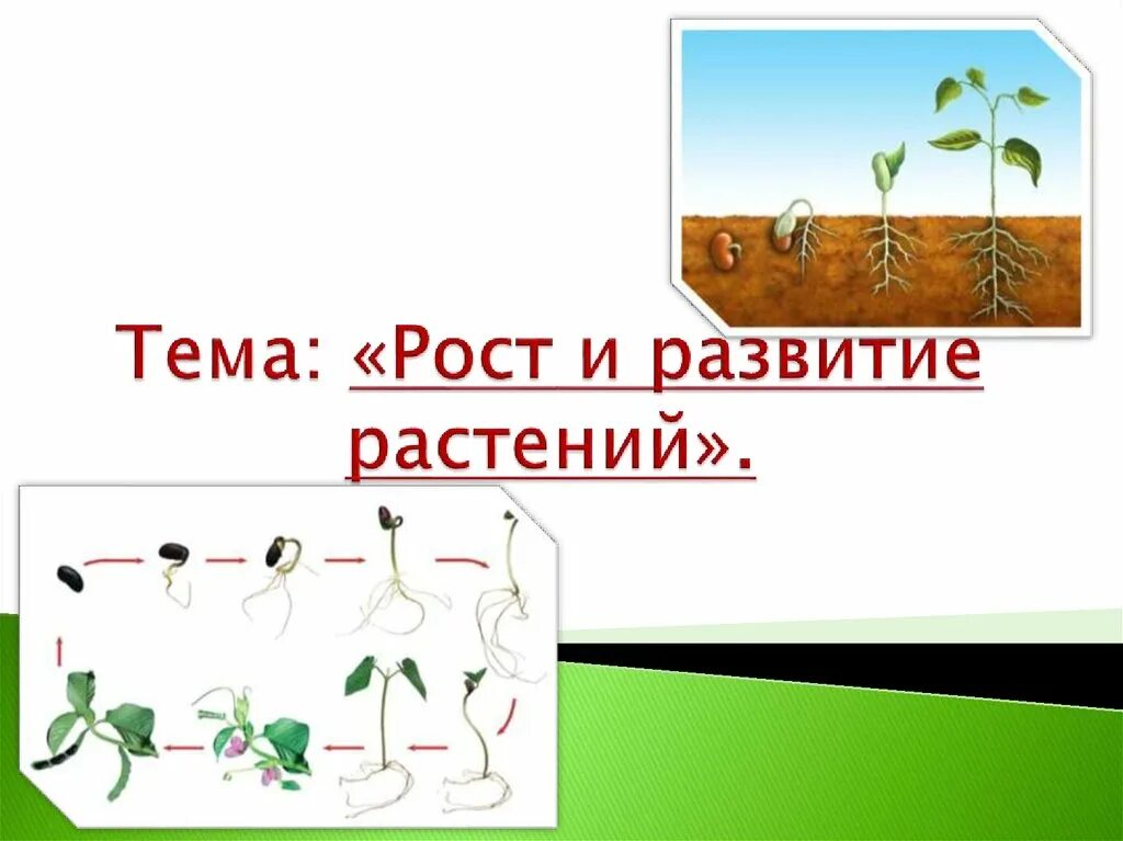 Схема развития растения 6 класс биология. Этапы развития растений. Схема роста растения. Рост иразвитеи растений.