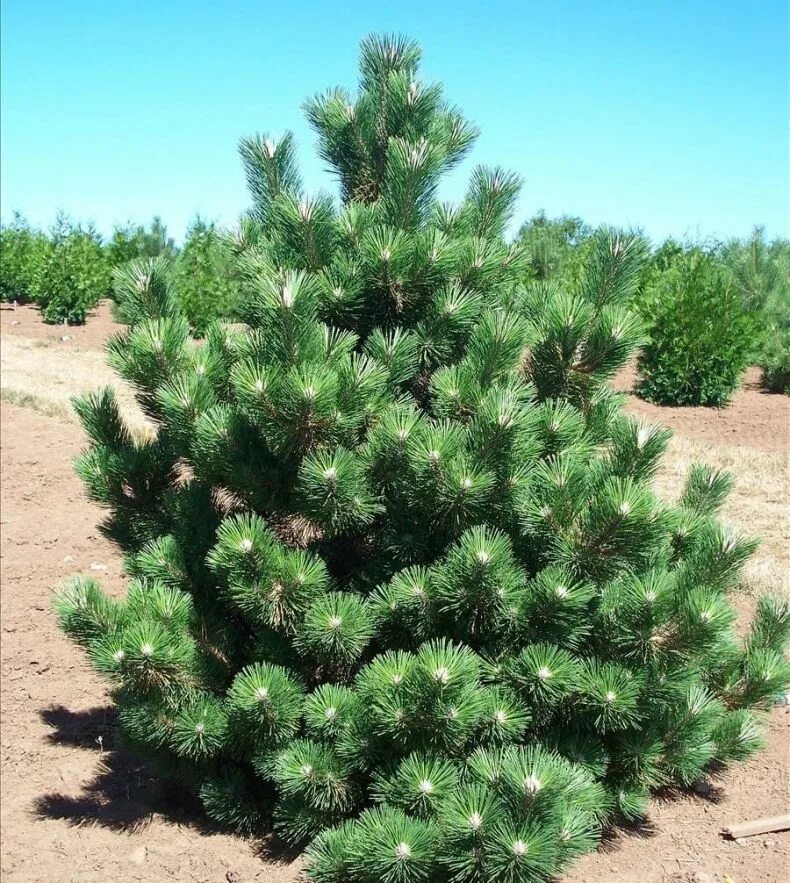Сосна веймутова (сорт 'macopin'). Пышные сосна. Сосна веймутова минима. Пышные сосна. Пышные сосна.