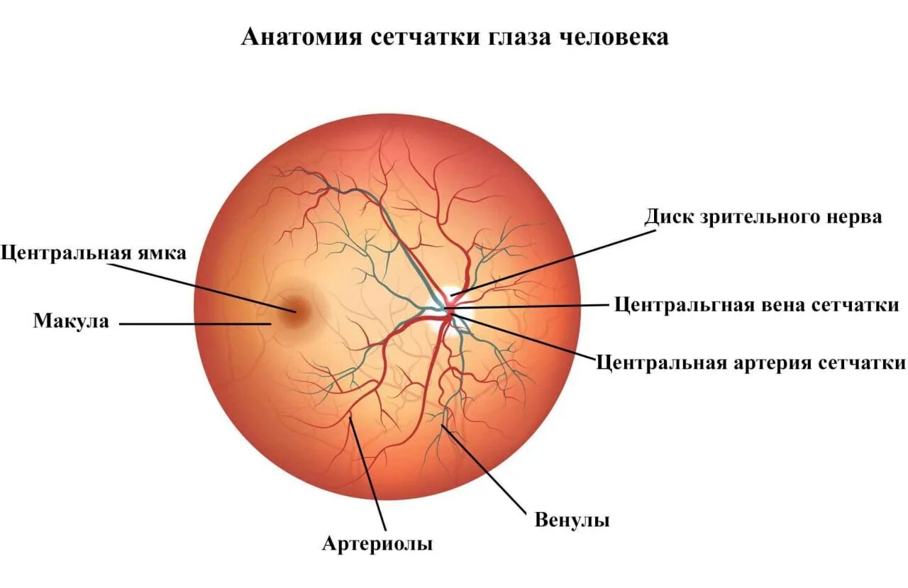 Прима макула. Диабетическая ретинопатия глазное дно. Артерии сетчатки анатомия. Центральная артерия и Вена сетчатки. Центральная Вена сетчатки анатомия.