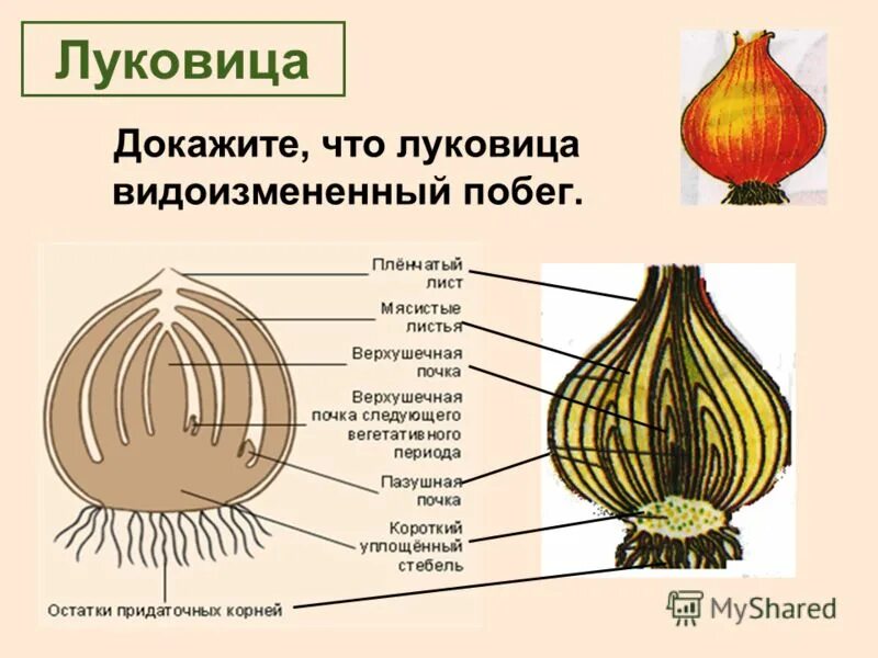 Видоизменения побегов таблица с примерами. Видоизменение корней и побегов таблица. Надземные метаморфозы побега таблица. Видоизменения подземных побегов. Подземные видоизменения побегов клубень.