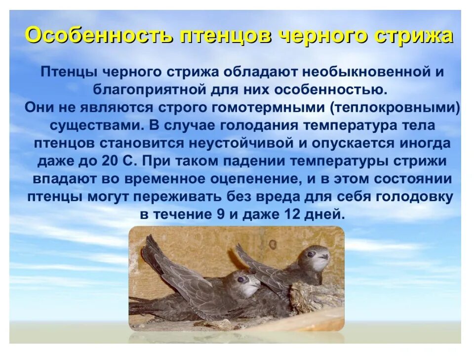 Стрижи сообщение 4 класс литературное чтение. Сообщение о стрижах. интересные сведения о стрижах. самые интересные факты о стрижах. доклад-сообщение о стрижах.