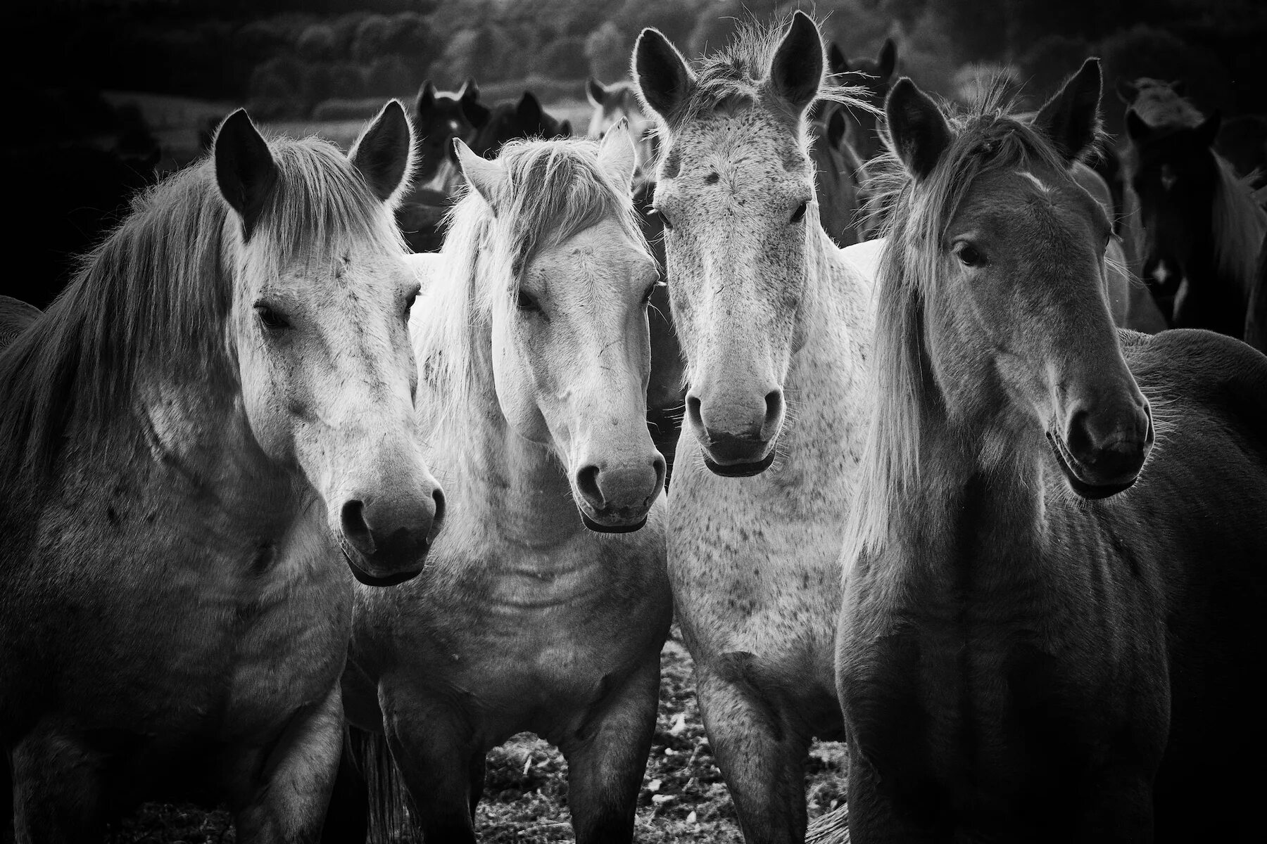 Четверо коней. Дикие лошади. Фото диких лошадей. Кайманава лошадь. Лошадь cdr.
