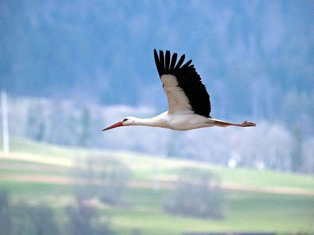 Аист в полете. Аист летает. Аист летит. Полет аиста. Аист в небе.