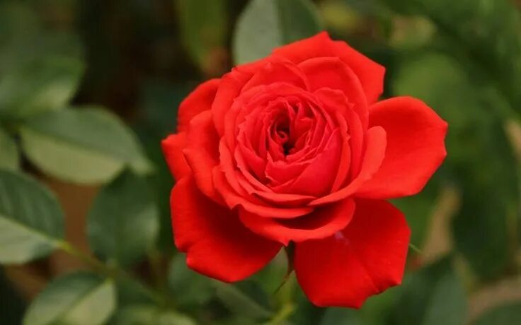 azerbaycanda guller Imagenes de ramos, Frases de rosas, Rosas con frases bonitas