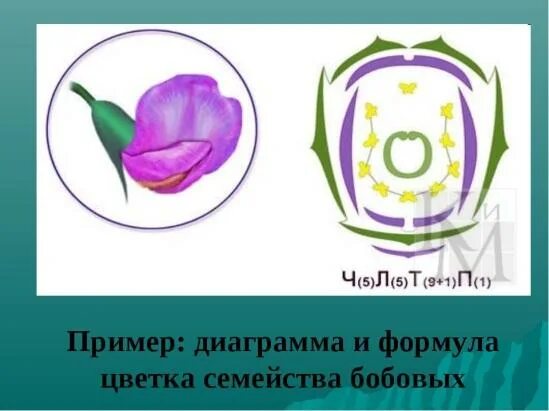 Формула бобовых растений 7 класс. Семейство бобовые диаграмма цветка. семейство мотыльковые диаграмма цветка. семейство мотыльковые бобовые диаграмма цветка. диаграмма цветка бобовых схема.