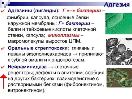 Бактерии белка