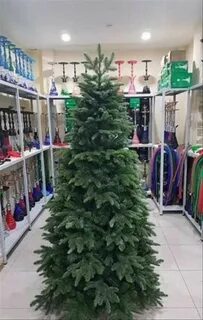 Где самые дешевые елки