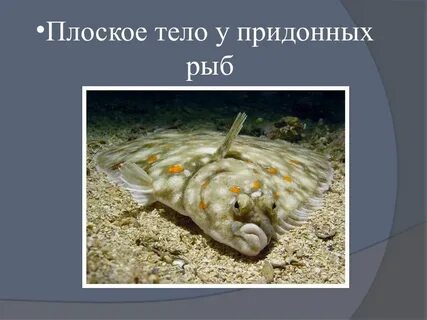 Рыба камбала относительный характер
