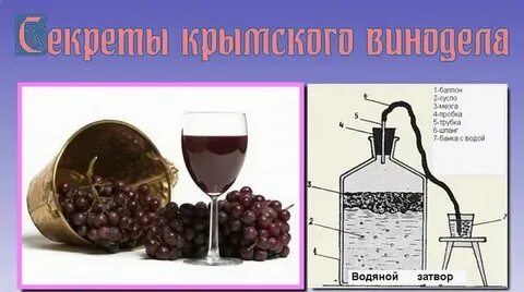 Сколько вина из 1 кг винограда