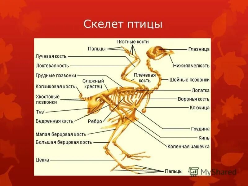 Скелет голубя рисунок. Какие функции выполняет скелет птицы. Строение кости скелета птицы. Какие функции выполняет скелет птицы. Какие функции выполняет скелет птицы.