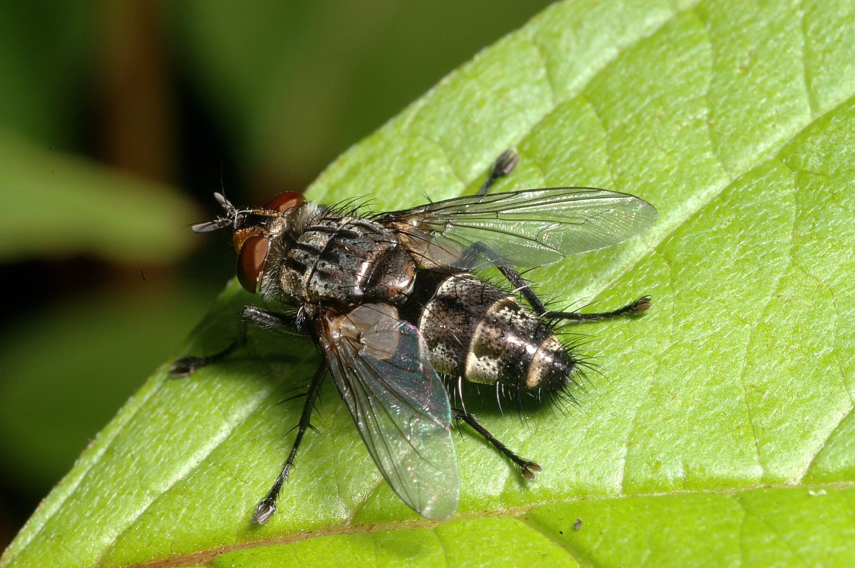 Мух ду. Тахины Ежемухи Tachinidae. Муха тахина. Мухи тахины личинки. Тахины насекомые.