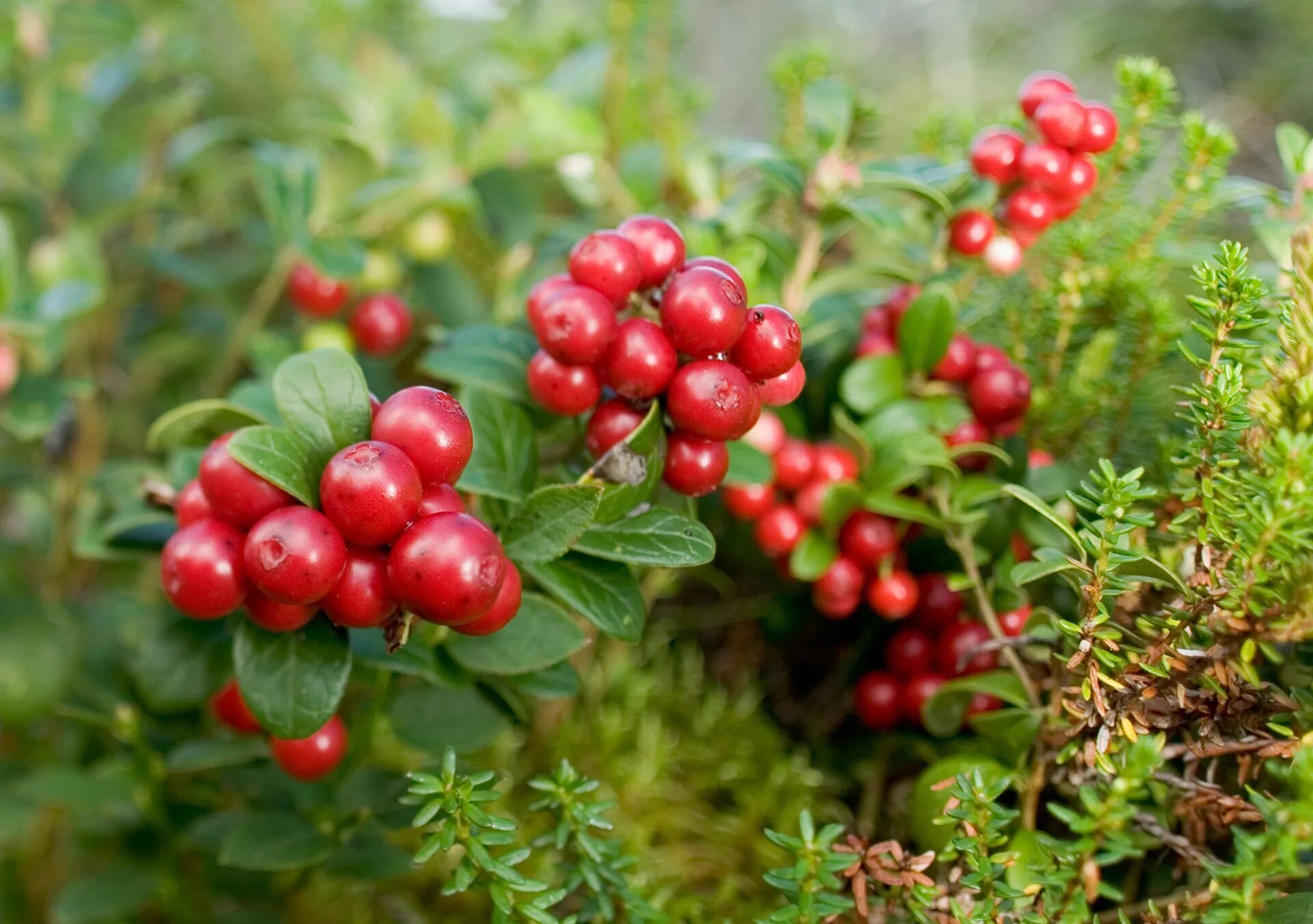 Брусника обыкновенная (Vaccinium Vitis-idaea). Брусника Аммерланд. Брусника Санна. Брусника Эрнтезеген.