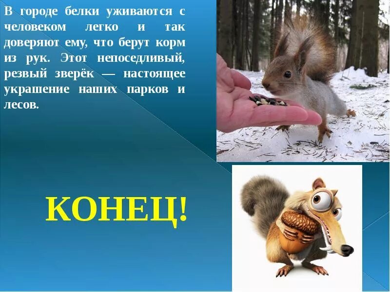 Белка сообщение 4 класс окружающий мир. Белок презентация. презентация о белках. белочка для презентации. рассказ о белке.