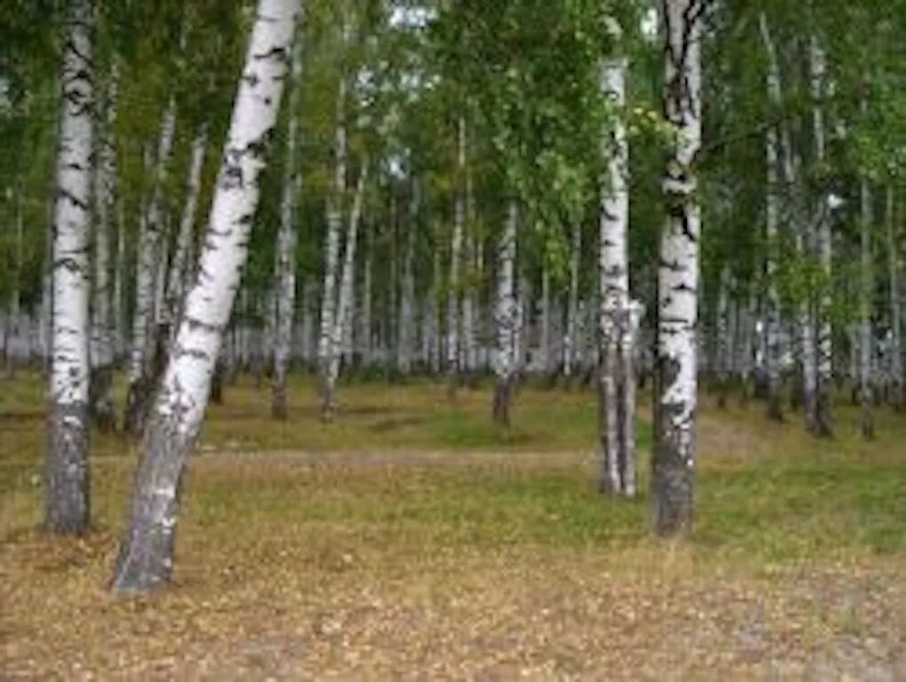 Березовая роща сколько. Березовые рощи мордовия. флора мордовии. березовая роща 6б. березовая роща саранск.