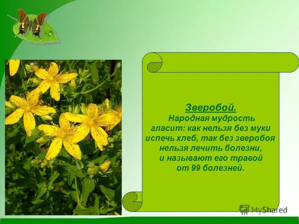 Цикл романов о кожаном чулке. Фенимор купер книги по порядку про индейцев. Зверобой купер иллюстрации. Краткое содержание рассказа зверобой. Лекарственные растения описание.