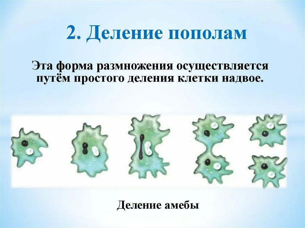 Размножается путем деления. Бесполое клеточное деление. Размножение простое деление.