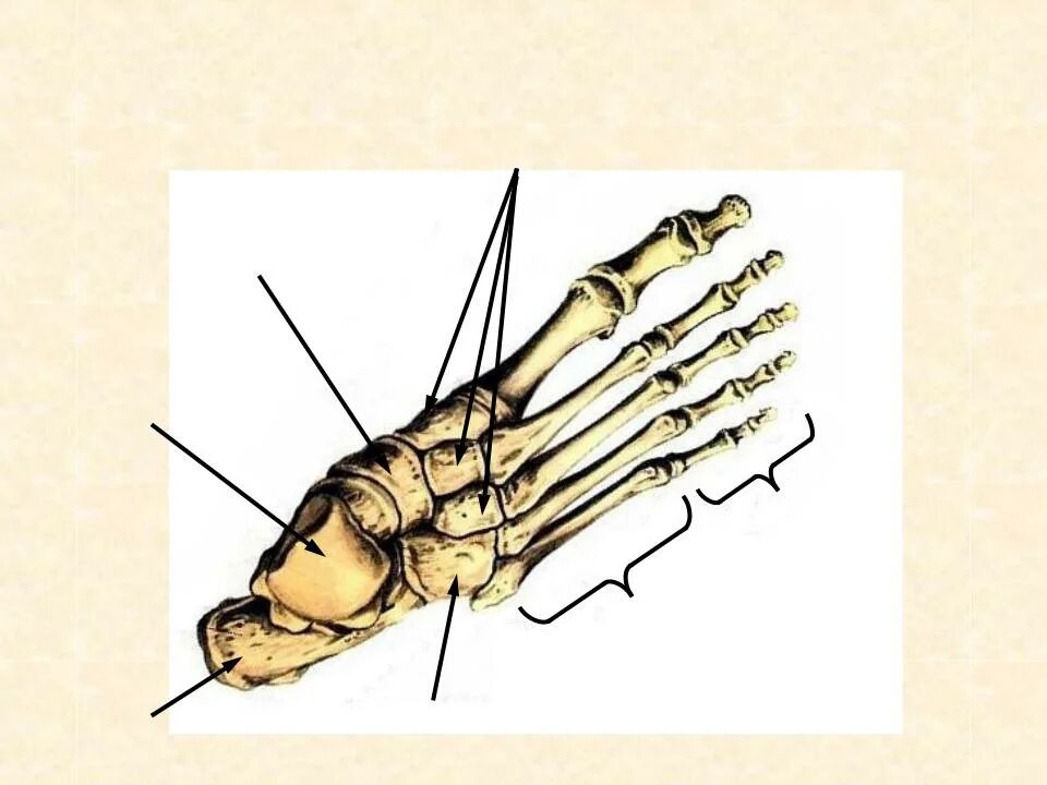 Кости подошвы. Кости стопы человека анатомия. Клиновидная кость стопы анатомия. Скелет стопы предплюсна плюсна. Стопа анатомия строение кости.