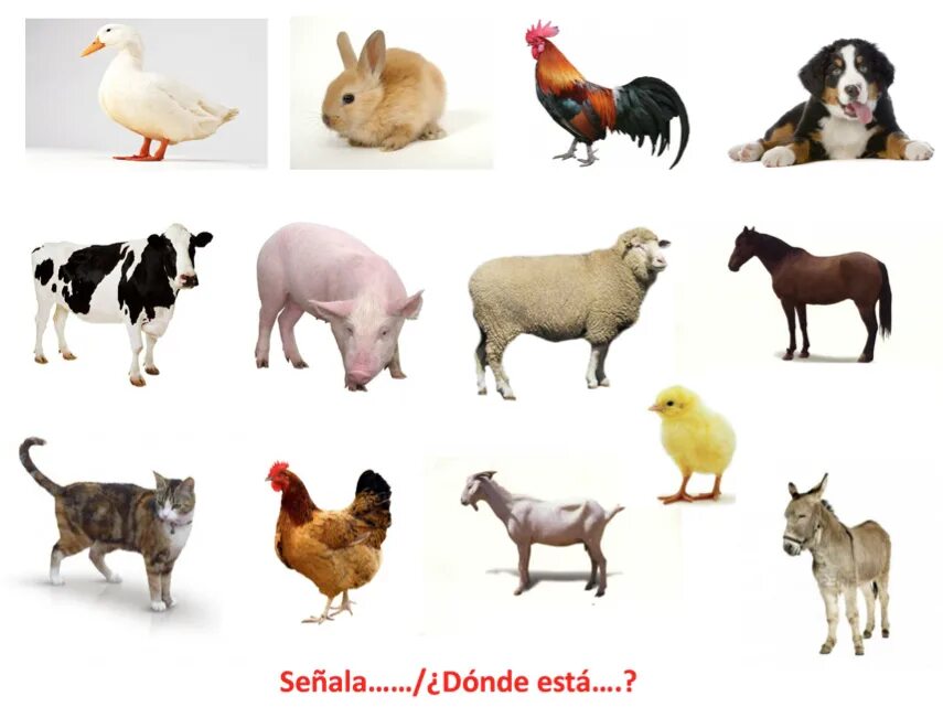 Animal que empiece con e - Alphabet letters u x v w z y set with animal vector i