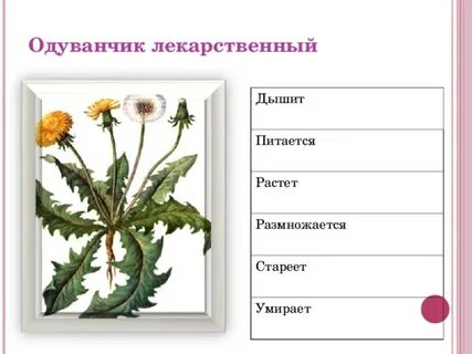 Размножение одуванчика