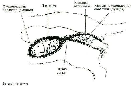 Сколько длятся схватки у кошки. ОКОЛОПЛОДНЫЙ пузырь у кошки. Схема беременности кошек. Как выглядит плодный пузырь у кошки.