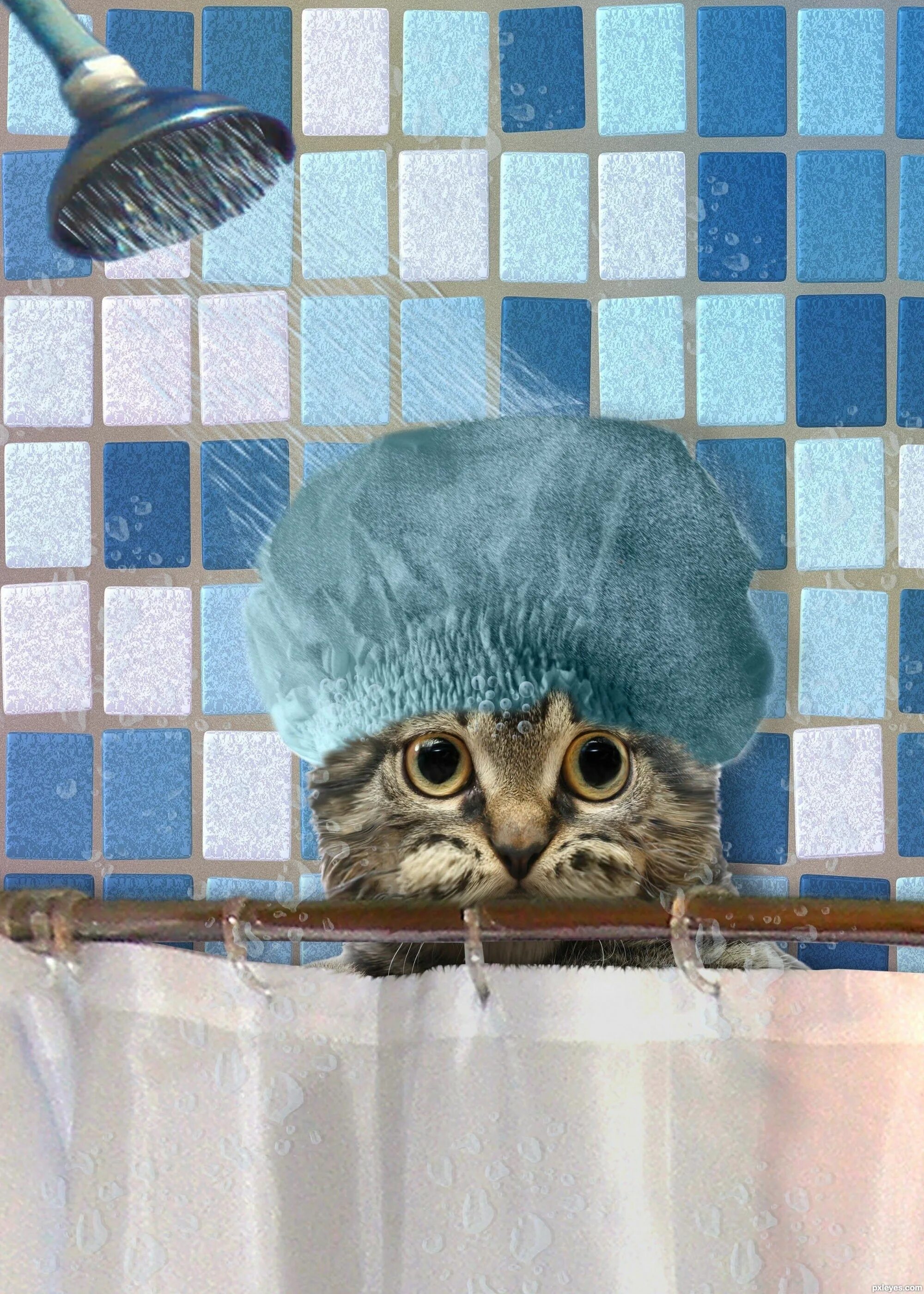 Кот после душа. Котик в душе. кот в ванной. кот под душем. кот в шапочке для душа.