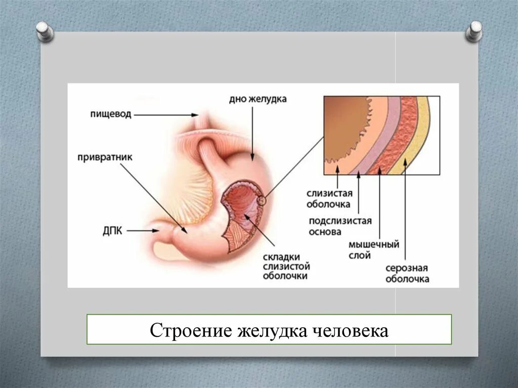 Строение желудка человека. Строение желудка привратник. Строение желудка человека фото с описанием.