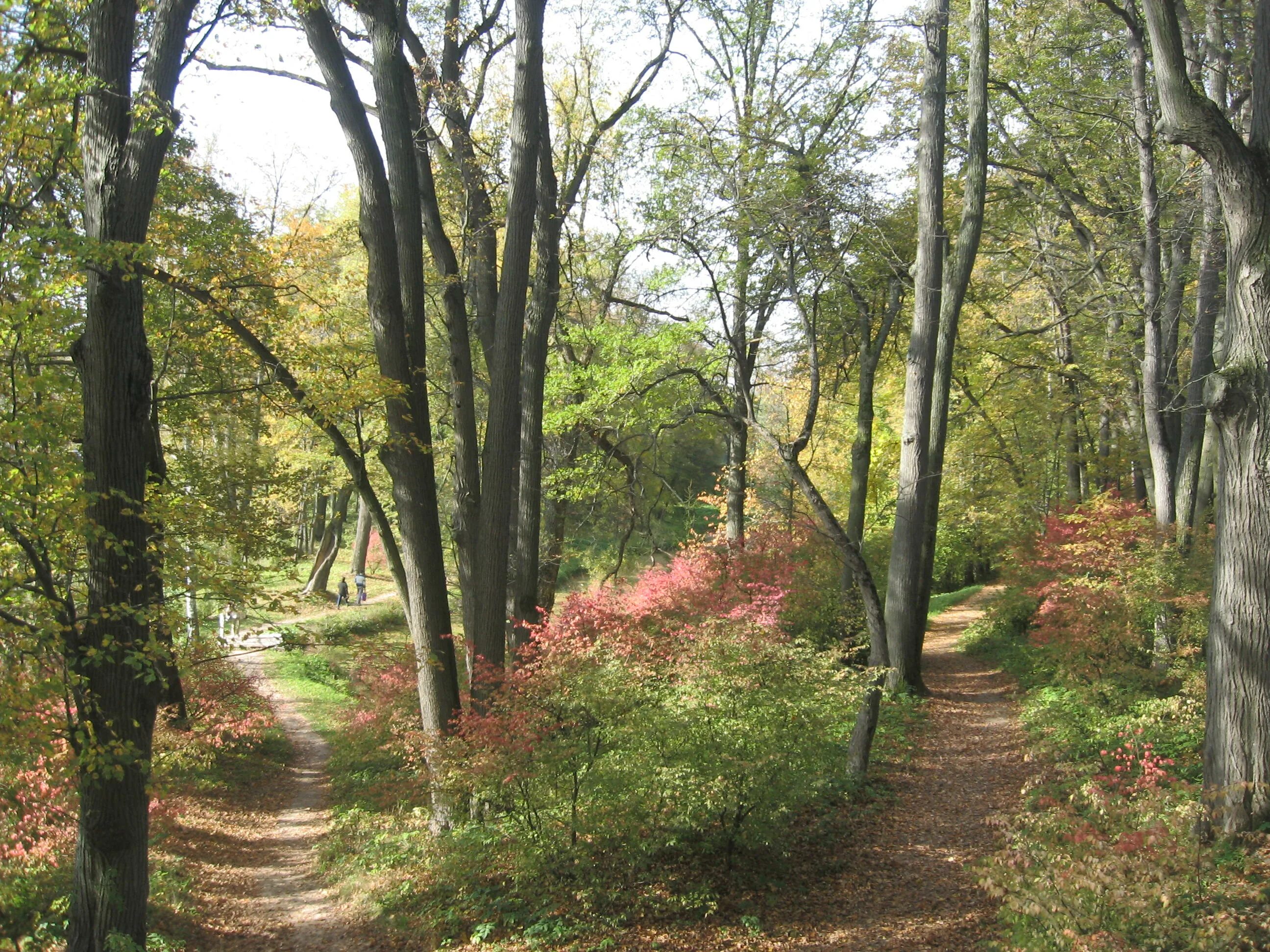 Природа ясной поляны тульской области. Ясное поляна парк толстого. Ясная поляна лев николаевич толстой. Ясная поляна музей усадьба аллея. Природа ясной поляны.