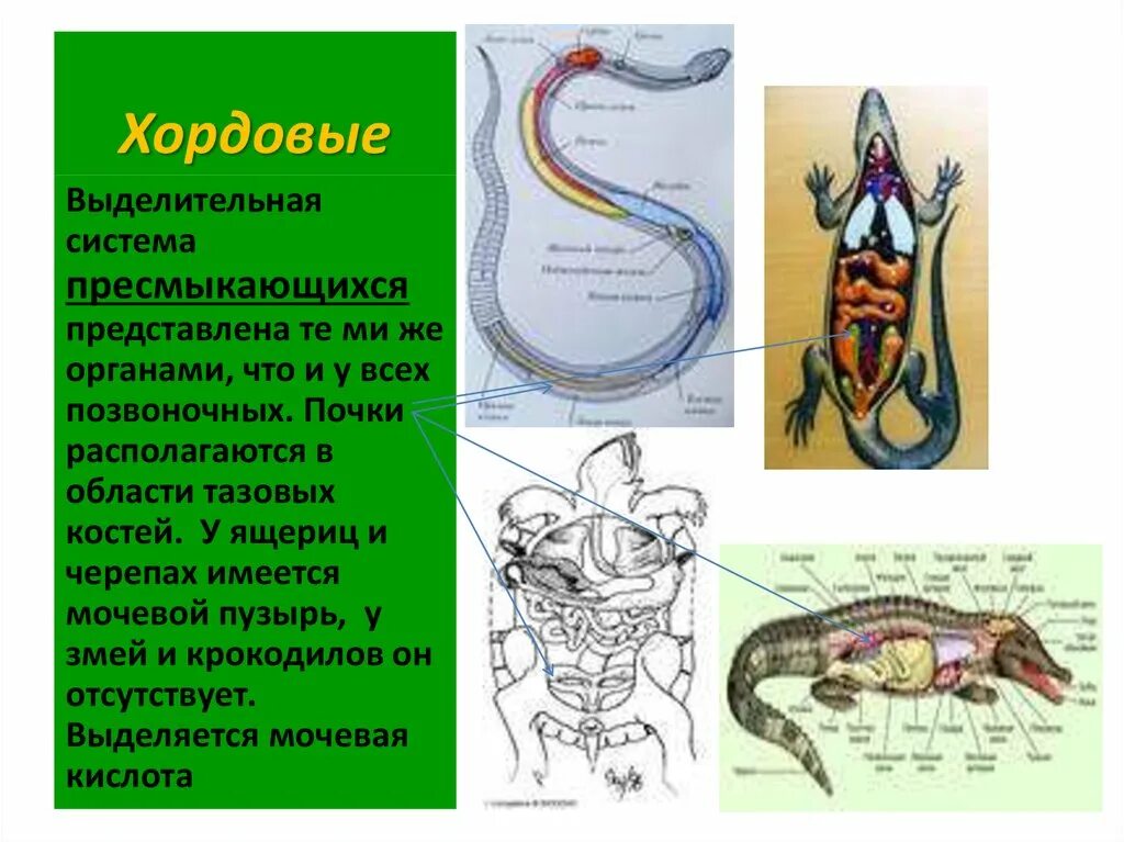 Выделение у пресмыкающихся. Эволюция выделительной системы у пресмыкающихся. Эволюция пищеварительной системы позвоночных пресмыкающиеся. Эволюция выделительной системы системы животных. Эволюция выделительной системы хордовых животных.