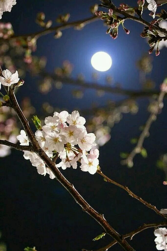 Blossom in my moonlight