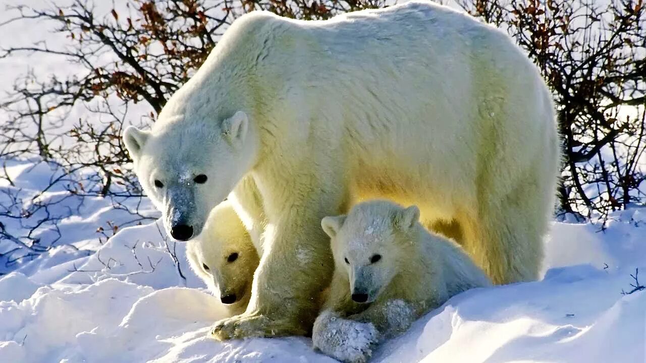 остров врангеля родильный дом белых медведей. остров врангеля фауна. в каких заповедниках обитает белый медведь. в каких заповедниках обитает белый медведь. в каких заповедниках обитает белый медведь.