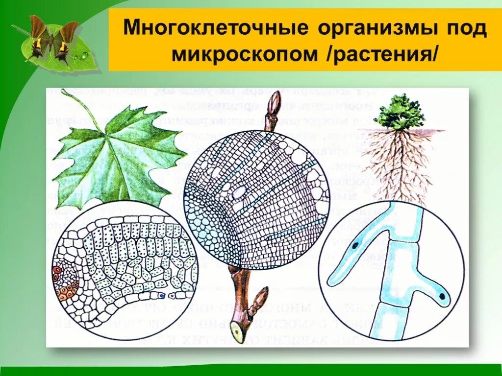 Мноо клеточне растения. Растения это одноклеточные растения. Одноклеточные и многоклеточные организмы 5 класс биология. Бесполое размножение организмов. Одноклеточные колониальные и многоклеточные организмы.