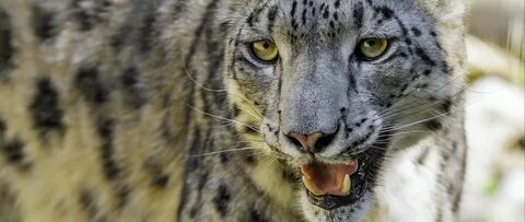 Кошачий хищник 5