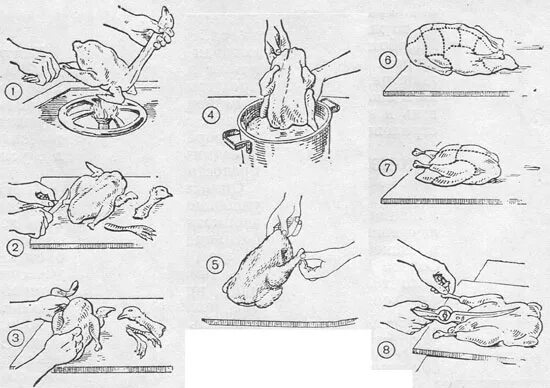Этапы механической обработки замороженной птицы. Схема разделки домашней птицы. Первичная обработка пернатой дичи. Схема обработки пернатой дичи. Схема разделки дичи.