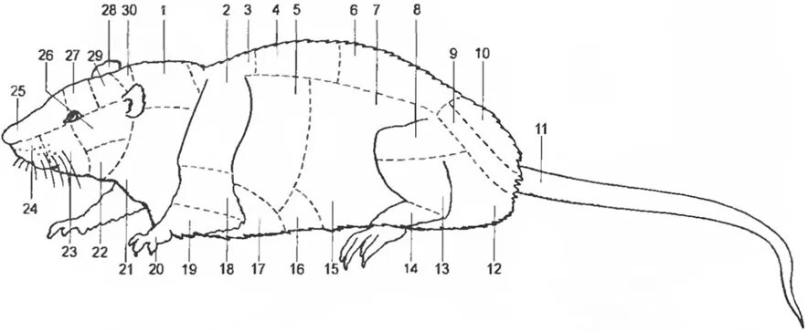 Крыса внешнее строение схема. Строение морской свинки анатомия. Строение мыши полевки. Строение тела крысы. Серая крыса строение