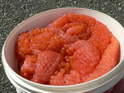 Икра семги