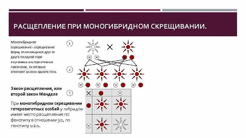 Моногибридное скрещивание какое расщепление. Моногибридное расщепление. Генетика моногибридное скрещивание. Моногибридное скрещивание теория. Моногибридное скрещивание гетерозиготных.