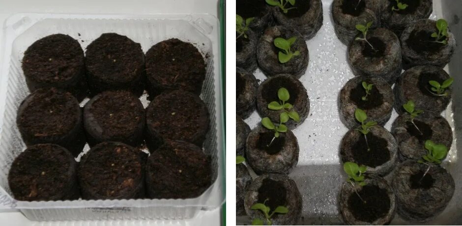 Семена для рассады. Рассада однолетников. Эустома многолетняя клубневая. Цветы эустома посев семенами. Какие цветы посадить в ноябре на рассаду.