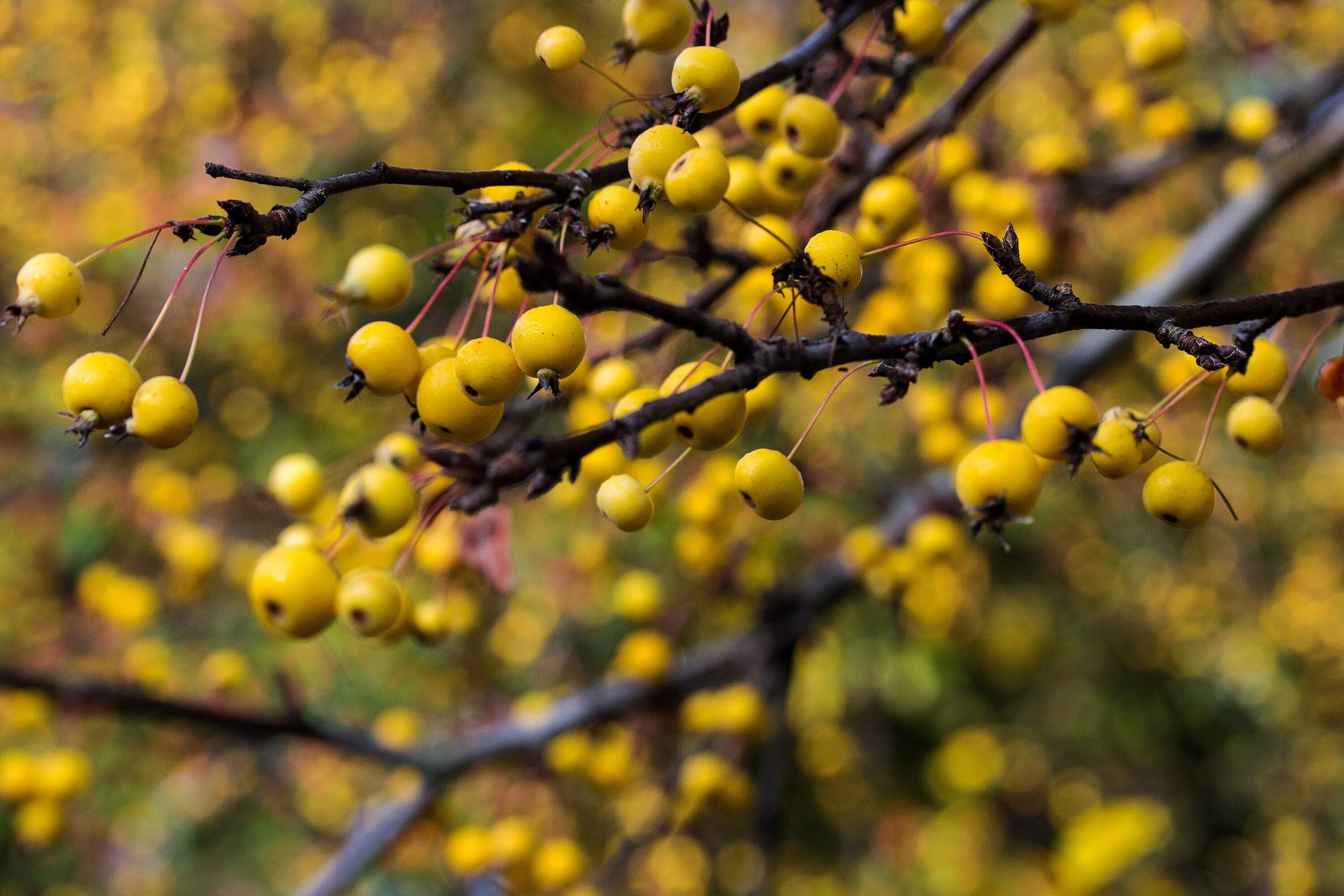 К осени созревают плоды зеленоватые. Желтая ягода. Жёлтая ягода на дереве. Дерево с маленькими желтыми ягодами. Маленькие желтые ягоды на дереве.