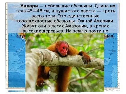 Животные южной америки 2 класс окружающий мир