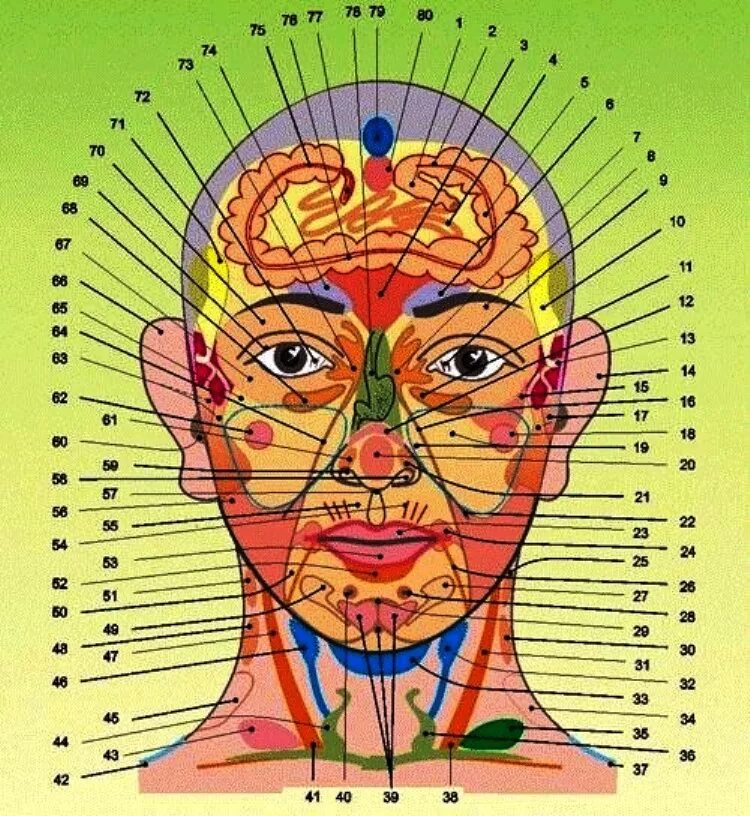 Зона лба. Огулов проекционные зоны внутренних органов. Огулов проекционные зоны лицо. Проекционные зоны Захарьина Геда. Зоны Захарьина - Геда, биологически активные точки.