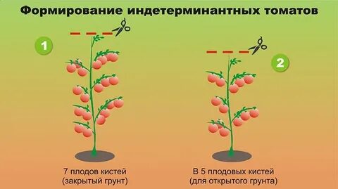 Во сколько стволов формировать помидоры в теплице