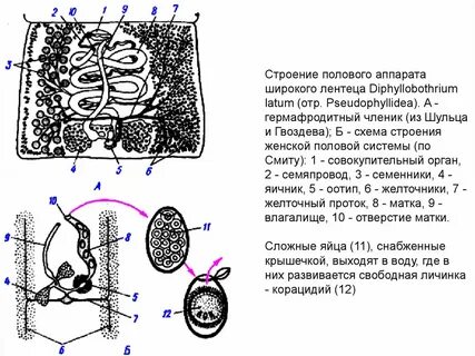 Личинки лентеца