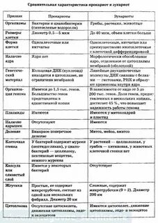 Клеточная структура эукариоты и прокариоты