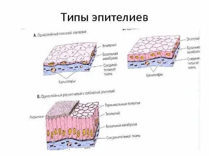 Не существует эпителий