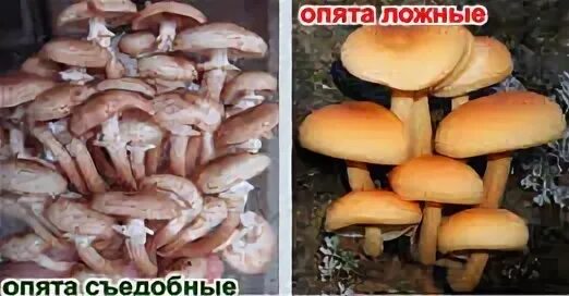 Как распознать опята