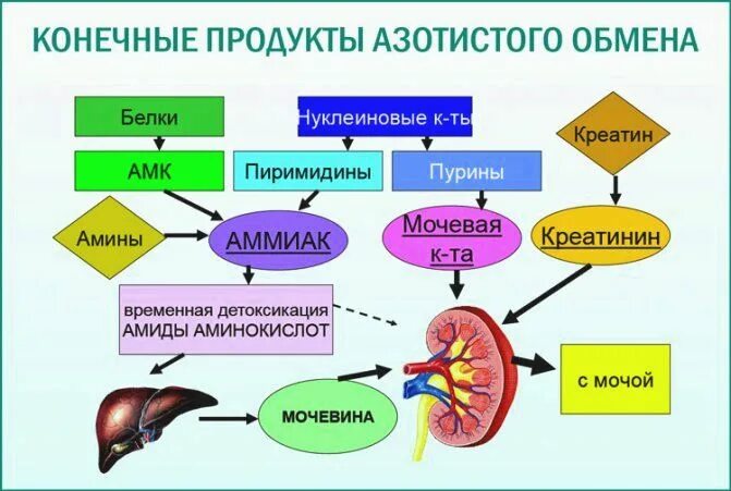 Органы белкового обмена. Продукты распада в организме. Конечные продукты обмена. Патологии креатина и креатинина. Конечный продукт азотистого обмена мочевина.